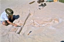 A man sits cross legged in the sand, working to expose more of a partially uncovered skeleton.