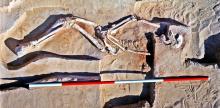 A close-up photo of an uncovered, fossilised skeleton resting in a burial pose with feet and hands crossed over each other.