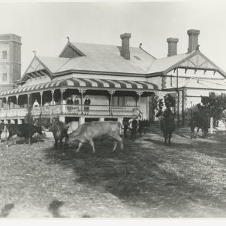 A black and white photograph of the Salvation Army Boys' Home. The building has a large veranda, and there are a group of people standing on it. In front of the building and grazing on the lawn are a group of cattle.
