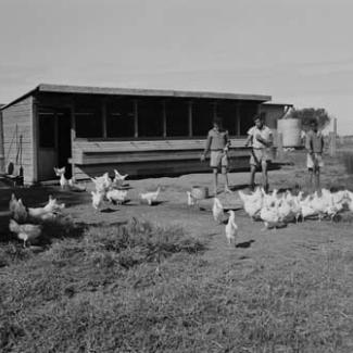 A black and white photograph of a group of children at Kinchela Boys' Home. They are standing in front of a coop and they ar efeeding chickens.