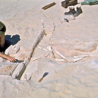 A man sits cross legged in the sand, working to expose more of a partially uncovered skeleton.